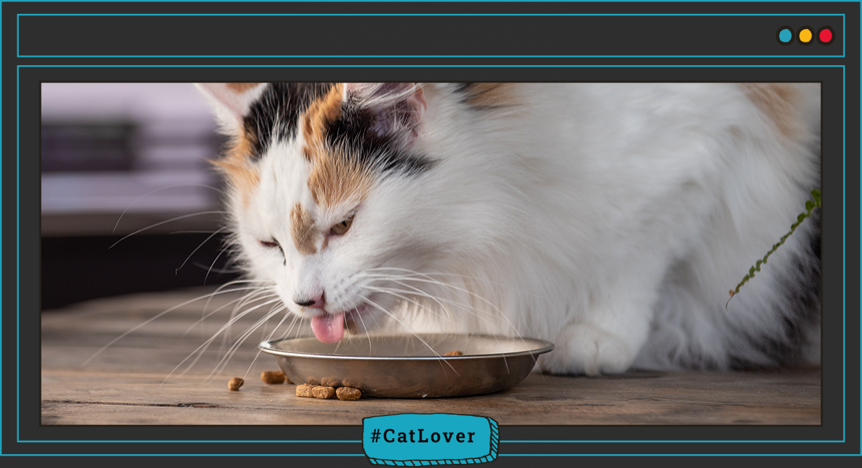  alimento para gatos